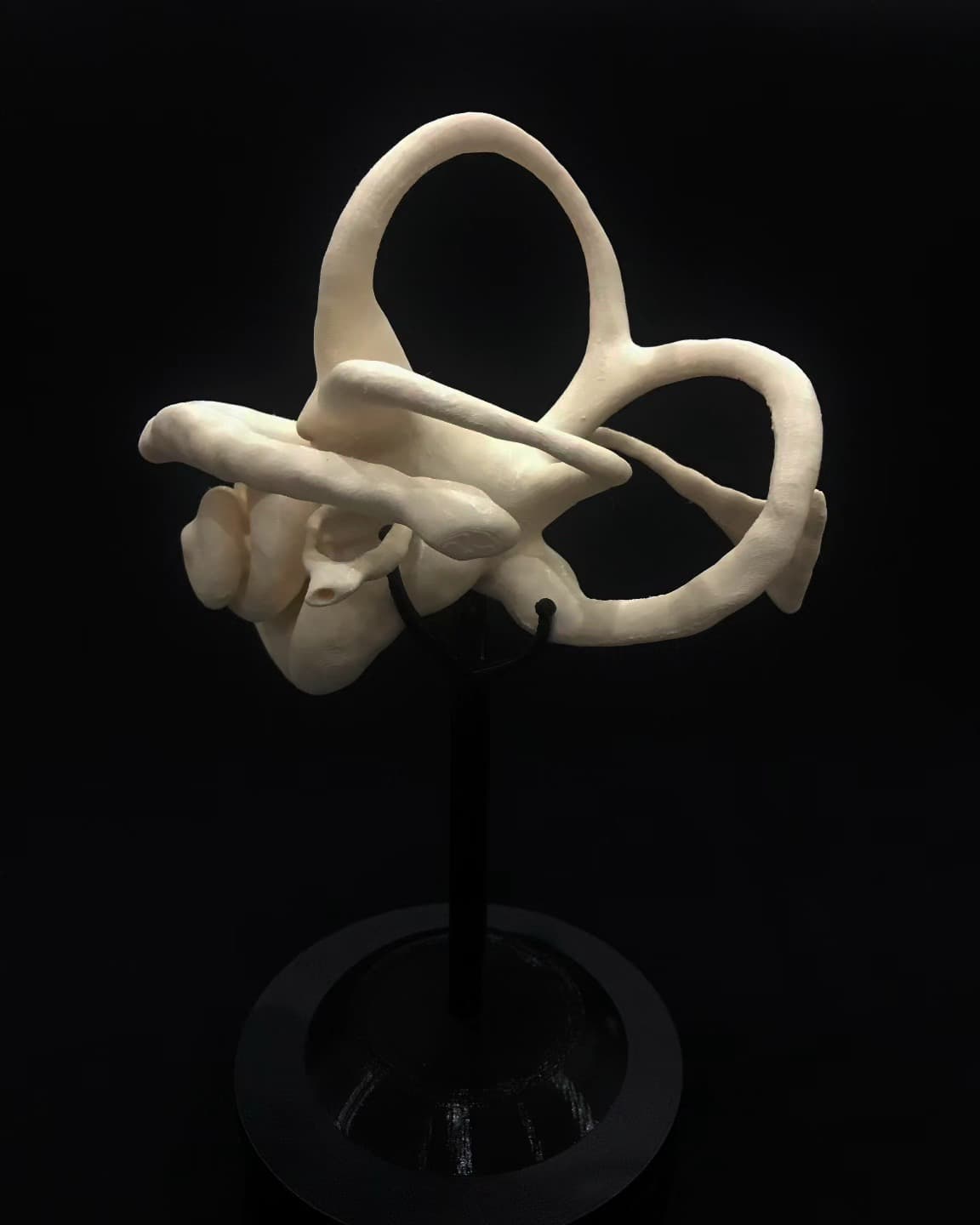 İç Kulak Mega — inner ear at 8×