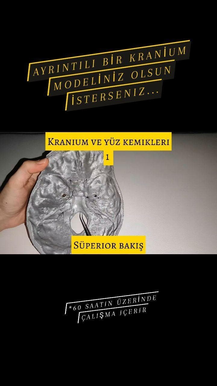 Kranium ve Yüz Kemikleri Pro — 1:1