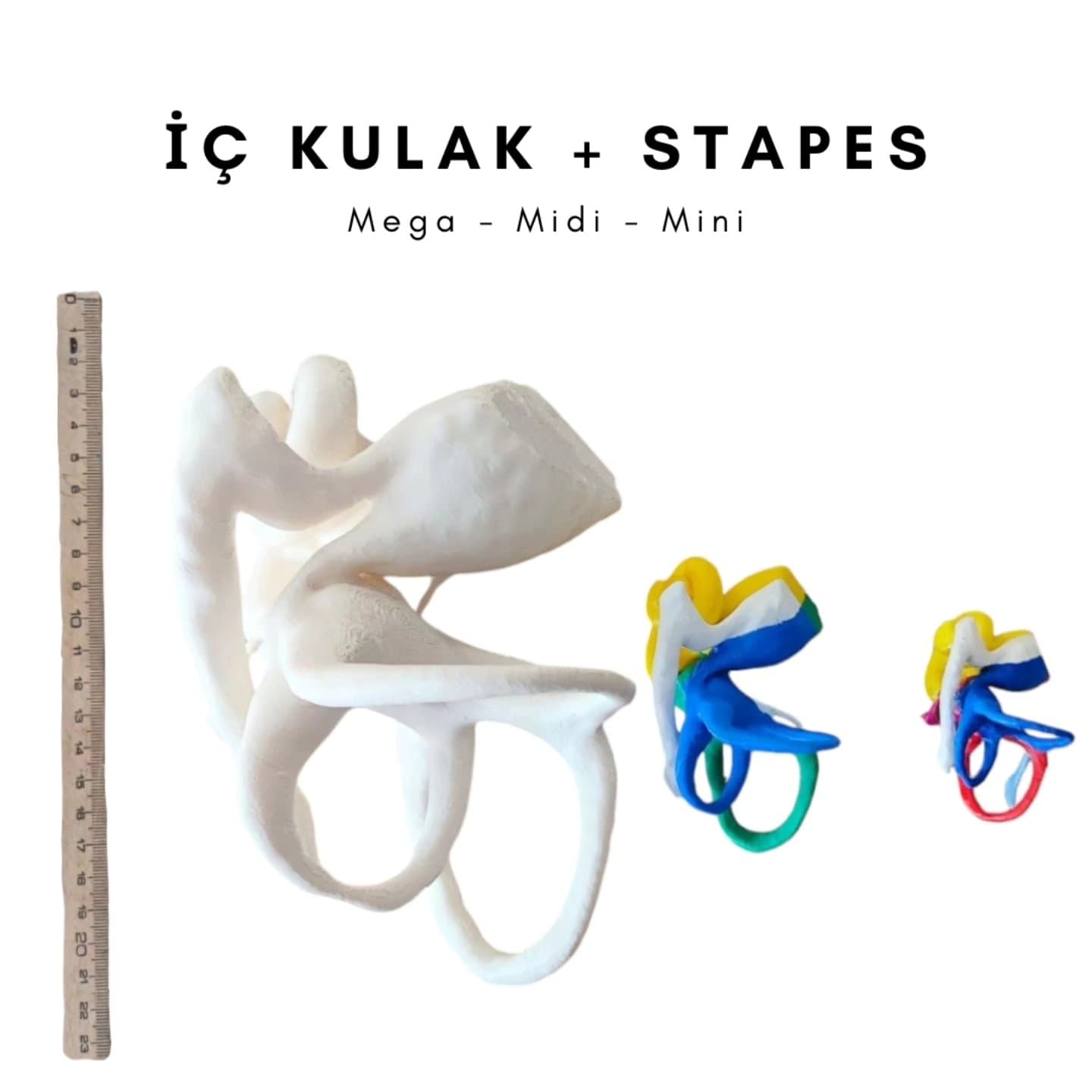 İç Kulak set — Mega, Midi, Mini + stapes